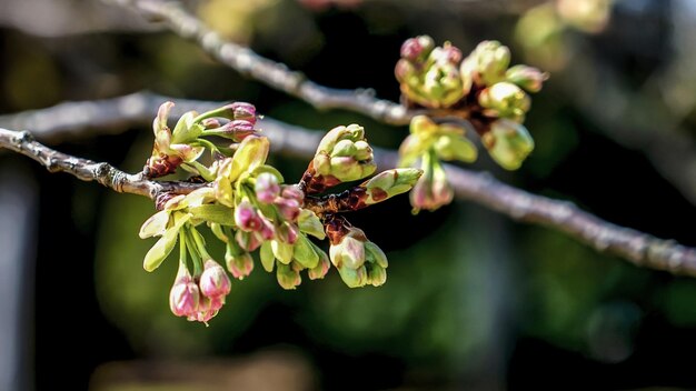 Photo sakura buds in bloosuming