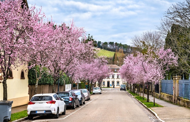 Sakura cherry blossom in Barr BasRhin France