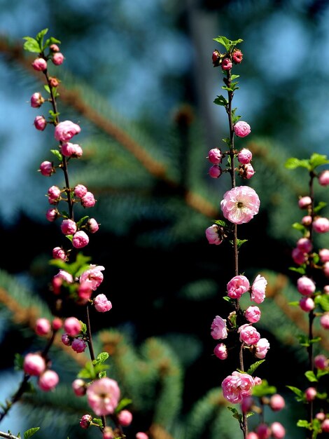 Foto fiore di ciliegio sakura nel giardino cittadino di chelyabinsk negli urali meridionali