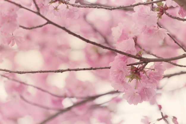 Sakura or cherry Blossom in color Vintage style.