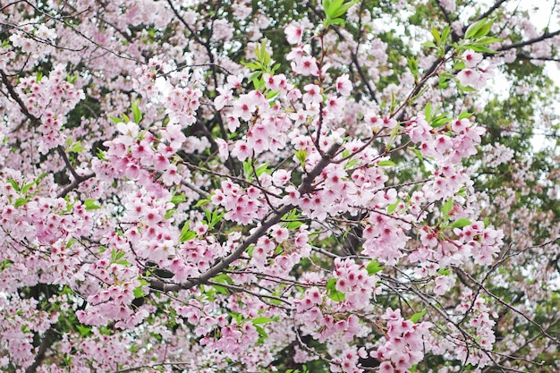 sakura cherry blossom flower backgrund