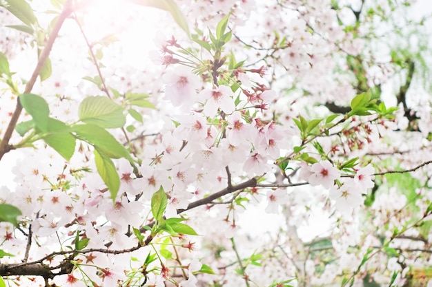 さくら桜の花背景