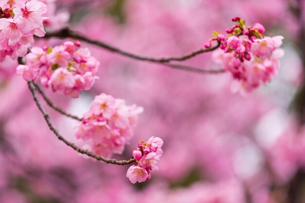 Sakura, Cherry Blossom flower in spring season