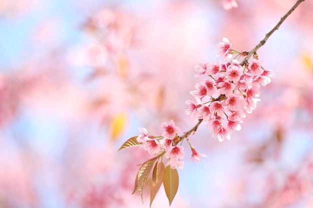 Sakura cherry blossom flowers