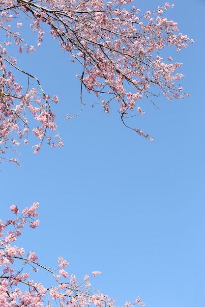 さくら桜の花