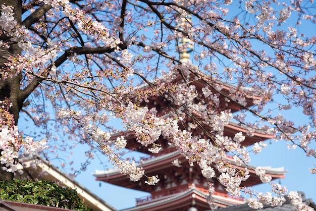 Sakura or cherry blossom on japan