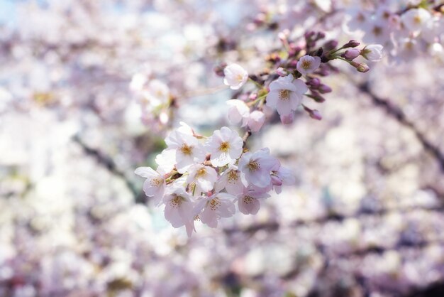 사쿠라 또는 벚꽃 시즌. 일본에서 추상 벚꽃 배경입니다.