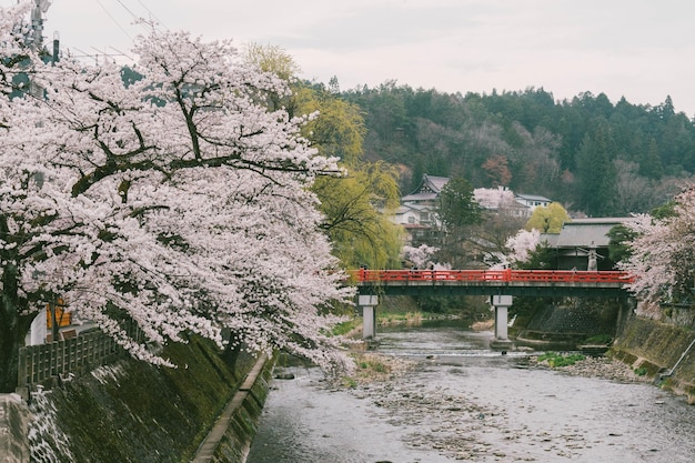 Фото Деревья вишневого цвета сакуры по обе стороны реки миягава весной
