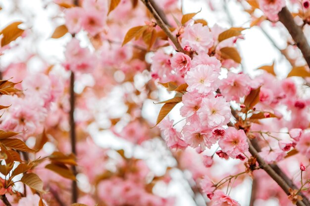 早春のガーデンパークに花を咲かせるサクラ。花見のお祝い