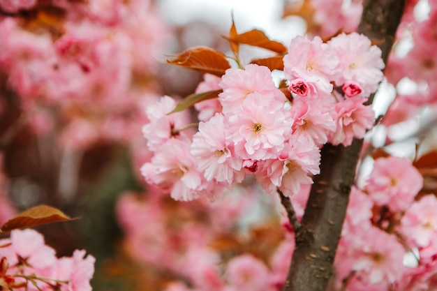 早春のガーデンパークに花を咲かせるサクラ。花見のお祝い