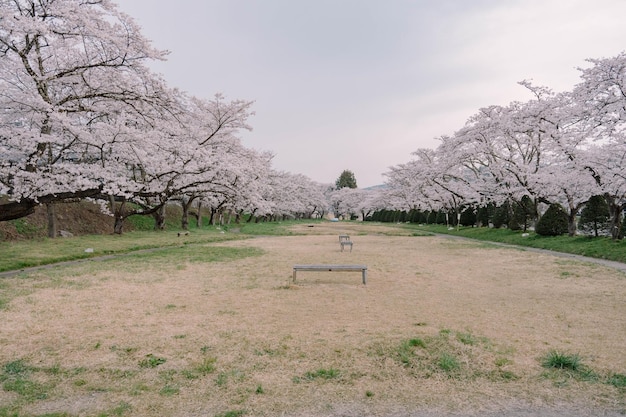 写真 宮川緑地公園に咲く桜