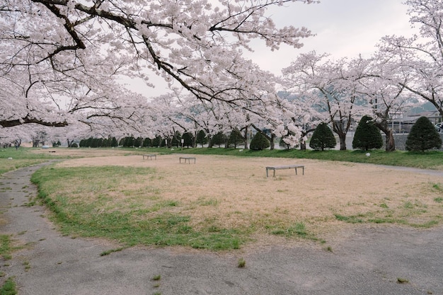 Photo sakura cherry blossoms blooming in miyagawa ryokuchi park