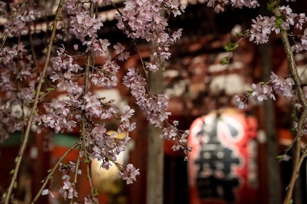 浅草の夜の浅草寺の桜