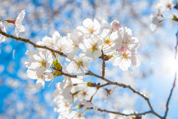 Сакура вишни в цвету