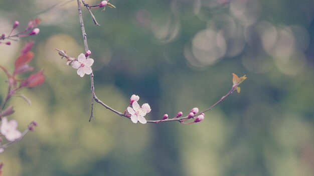 さくら桜の花が春にく公園のぼんやりした背景のさくら花