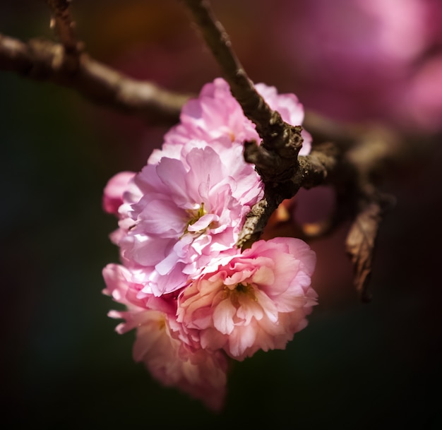 Sakura cherry flower blossom