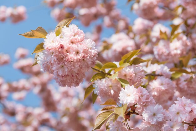 Sakura cherry flowers