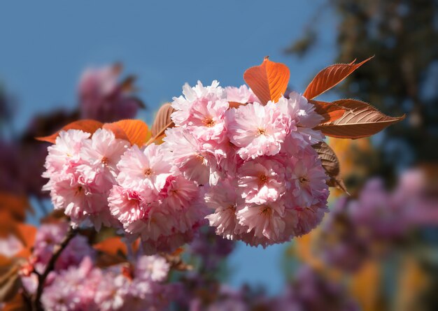 Sakura cherry flowers