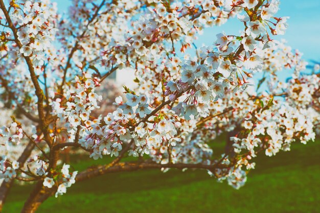 自然の背景、ビリニュスの春の都市庭園に桜や桜の花が咲く