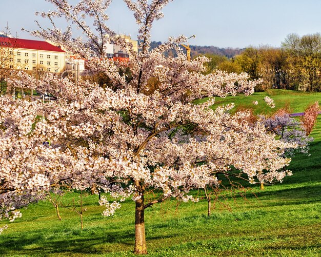 Sakura or cherry tree flowers blossom in spring on natural green background, Vilnius, Lithuania