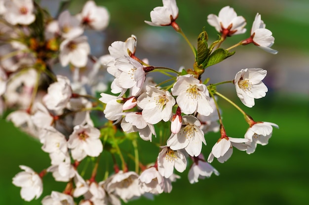 봄철 자연 녹색 배경에 사쿠라 또는 벚나무 꽃이 핀다