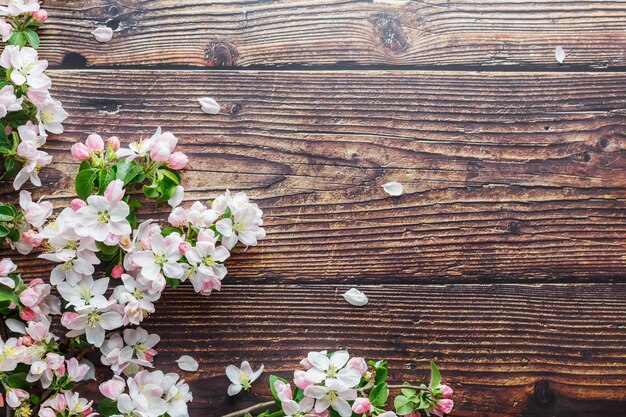 Sakura die op donker rustiek hout bloeit