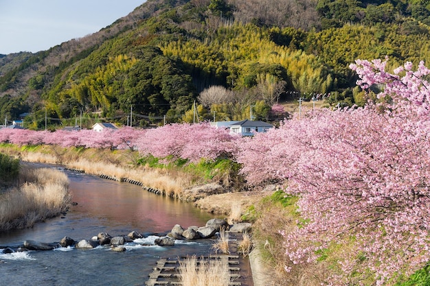 Sakura en rivier in kawazu