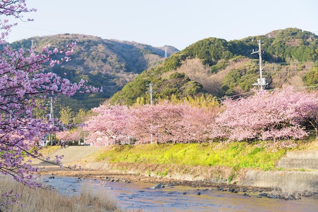 Sakura en rivier