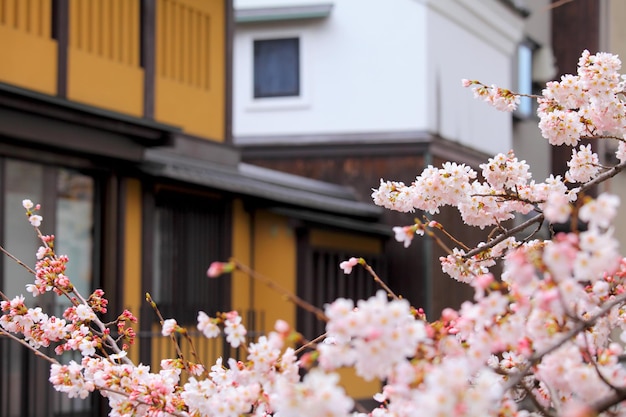 Sakura en traditioneel huis in Japan