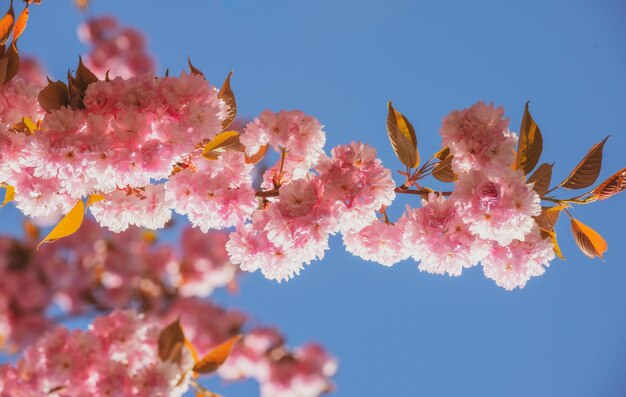 Sakura festival cherry blossom sakura spring flowers pattern