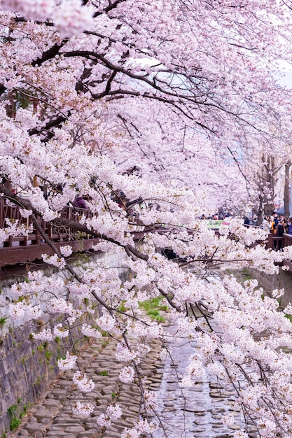 Sakura festival Cherry blossom at Yeojwacheon Stream Jinhae Gunhangje Festival pink cherry blossom festival in South Korea Jinhae South Korea