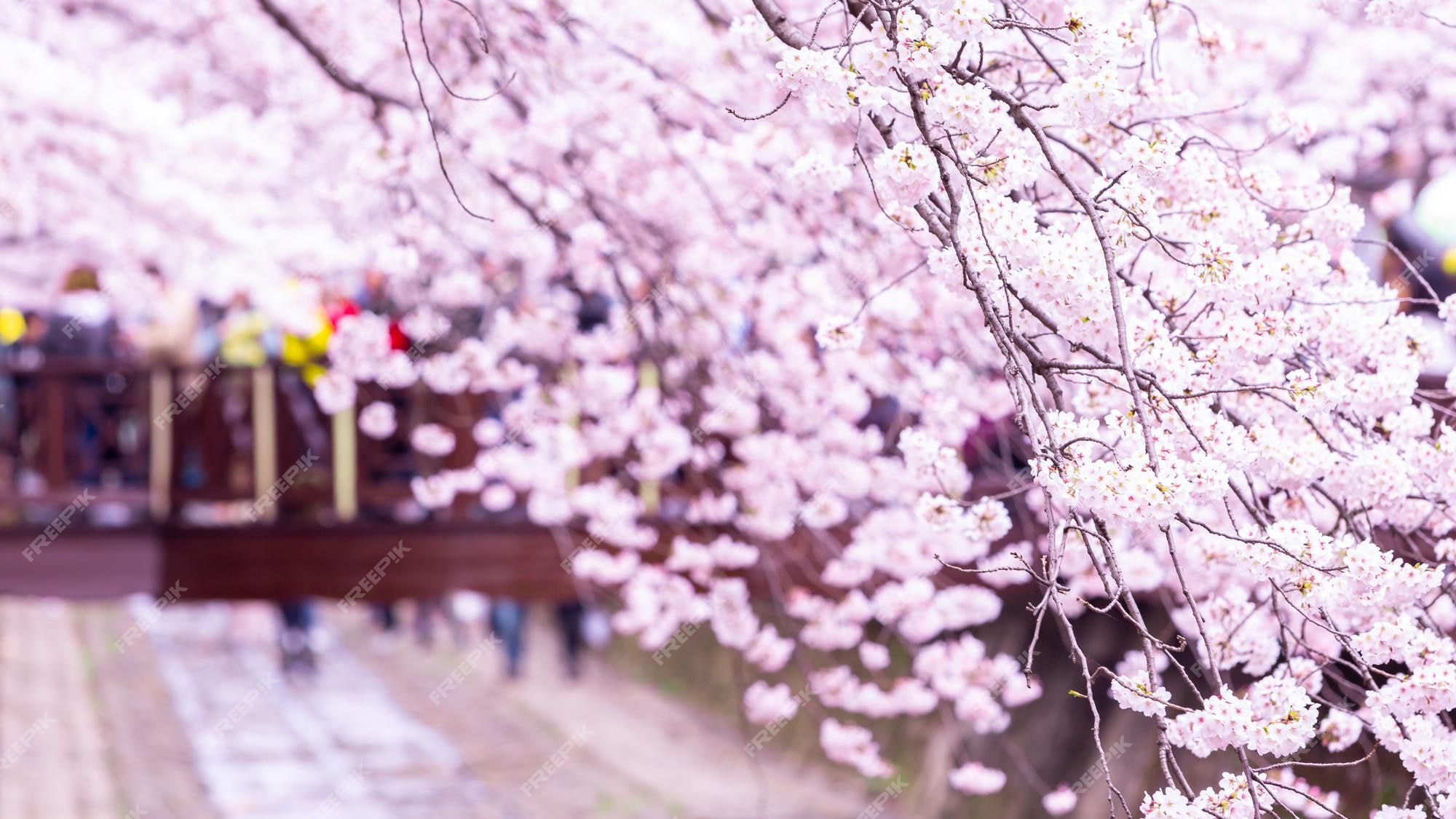 Premium Photo | Sakura festival cherry blossom at yeojwacheon stream ...