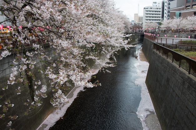 Sakura festival