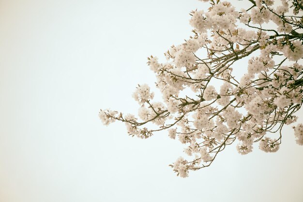 Sakura flower are beginning to bloom