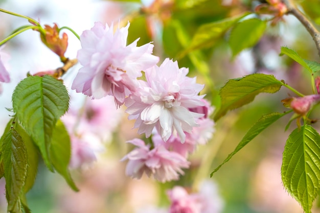 満開の桜の花。ボケと花。花