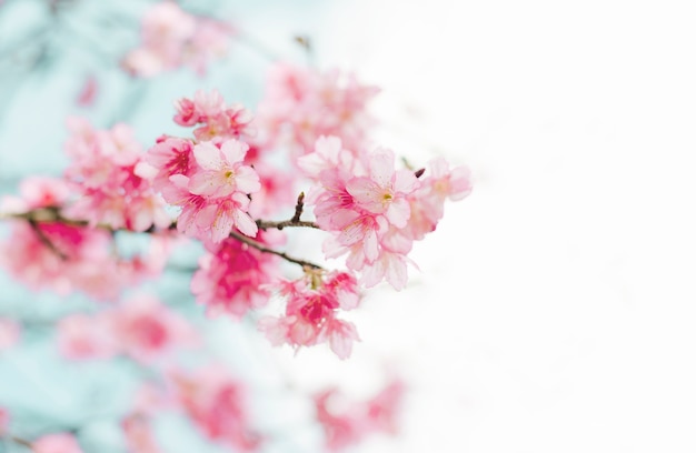 sakura flower blooming