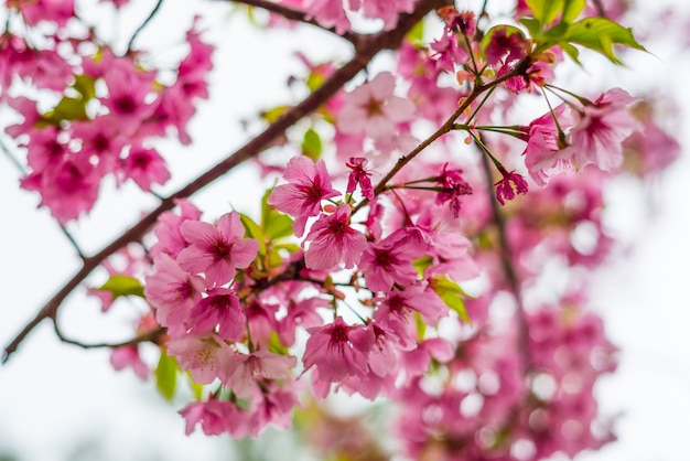 Foto fiore di ciliegia del fiore di sakura nel giardino.