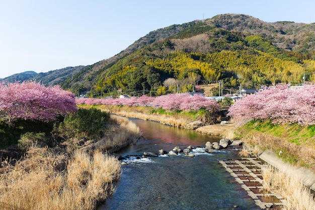 写真 田舎の桜の花