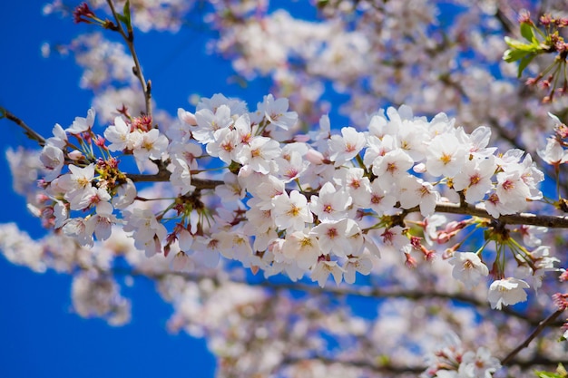 桜の花、自然の背景、日本の花