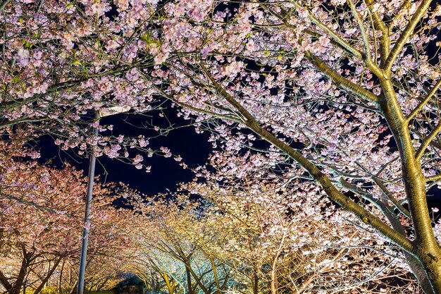 夜の桜の花