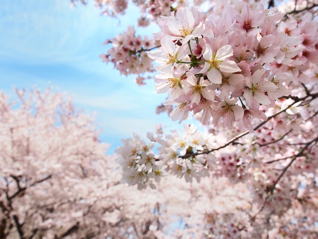 写真 桜の花または桜満開