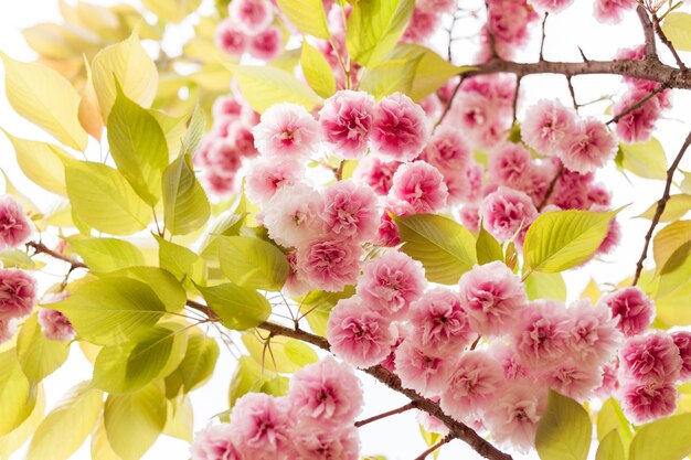 写真 さくらの花や桜。