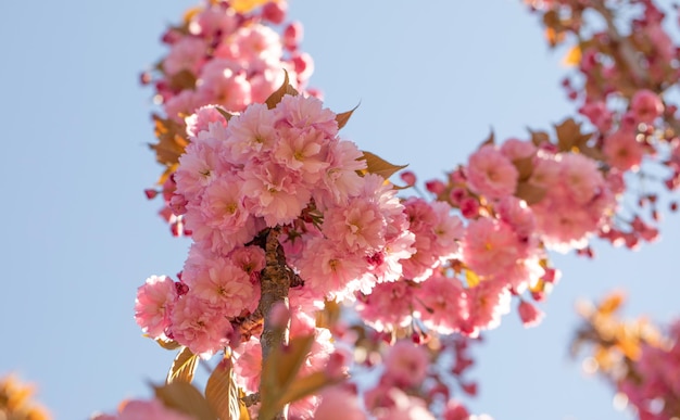 Sakura flower, pink and bright on a background of blue sky. Close-up.