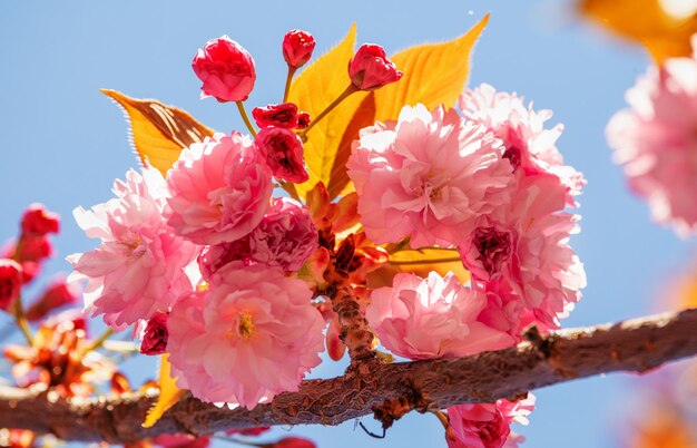 Sakura flower, pink and bright on a background of blue sky. Close-up.