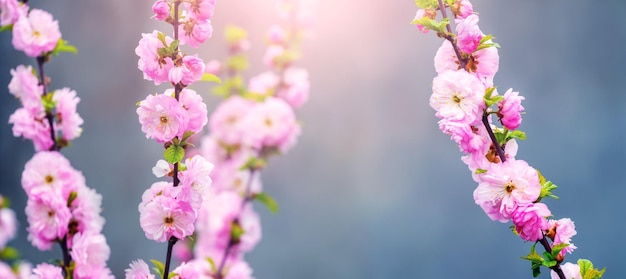 Fioritura di sakura grandi e lussureggianti fiori di sakura su un albero su uno sfondo scuro con tempo soleggiato