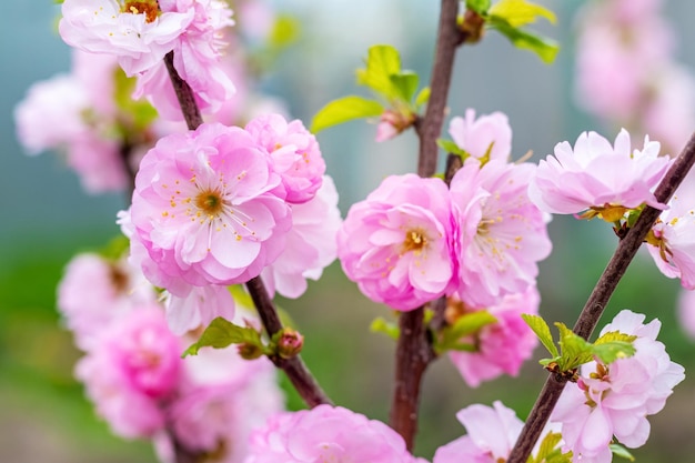 晴れた日の暗い背景の木に大きな緑豊かな桜の花