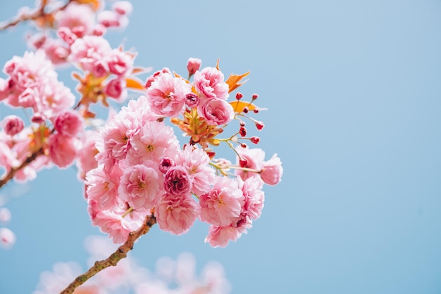 満開の桜の花