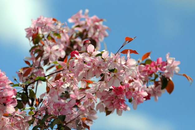 Цветущие цветы сакуры. Красивый розовый цвет сакуры
