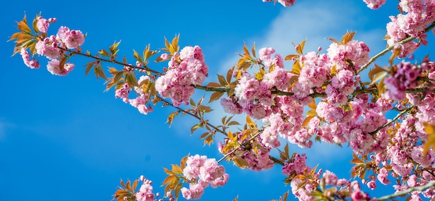 Sakura flowers blooming Beautiful pink cherry blossom