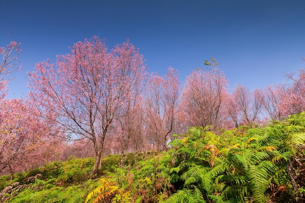 Sakura flowers blooming blossom in PhuLomLo Loei Province Thailand